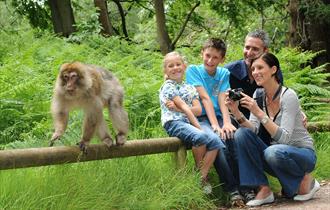 Breakfast with the Monkeys at Monkey Forest