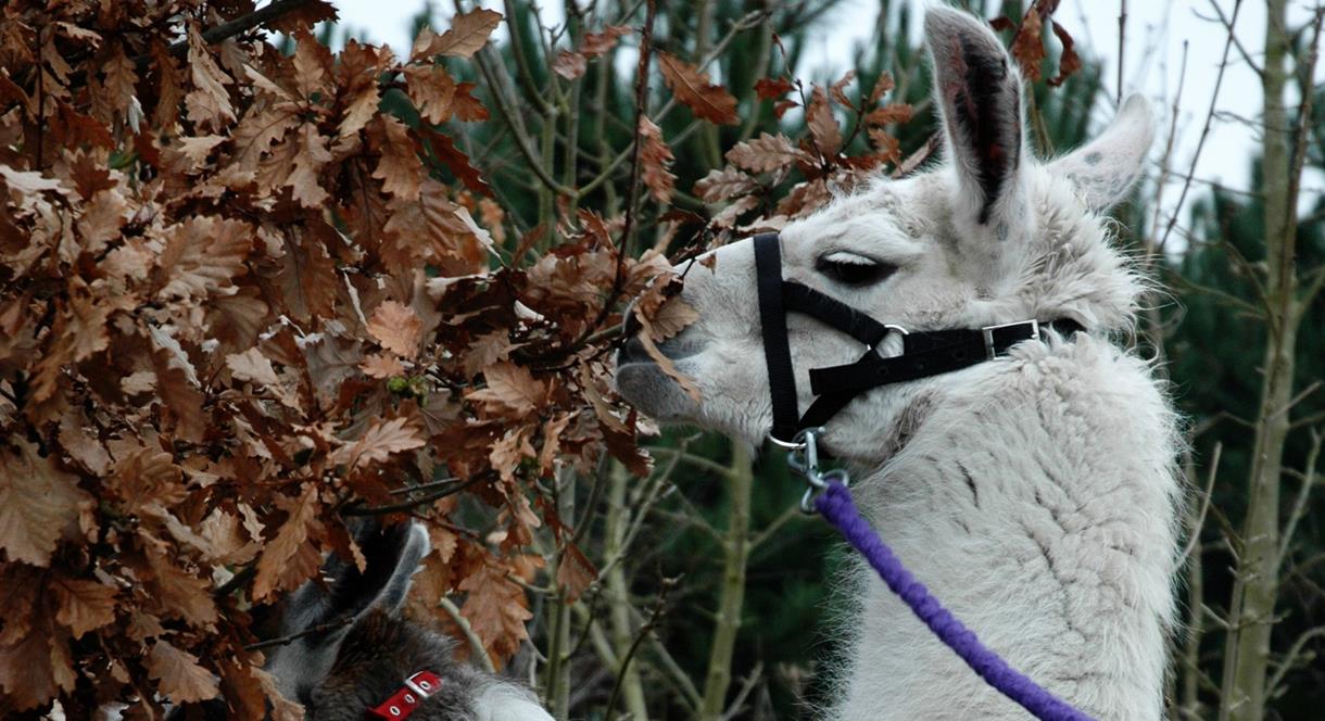 Stopping for lunch on a Llama Trek!