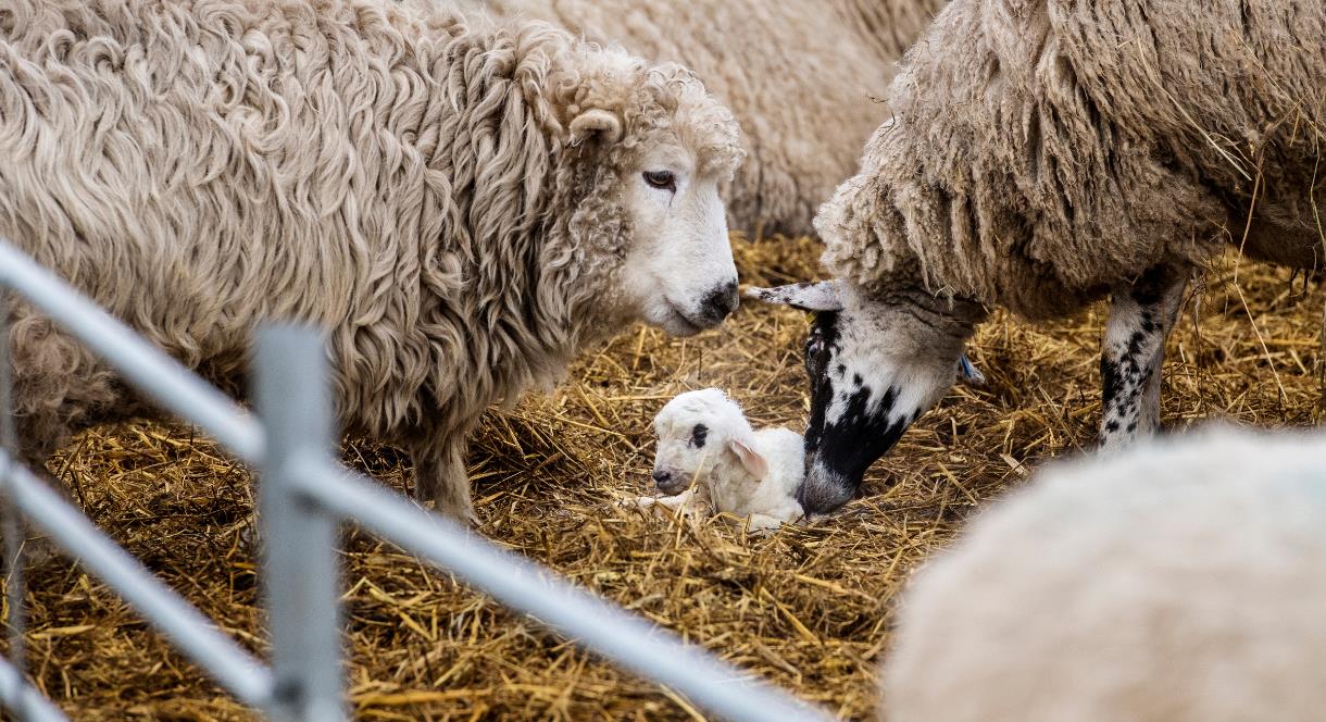 Image shows a new-born lamb, in a pen, being checked on by the flock of sheep