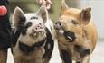 feeding the pigs - Potter and Oatcake