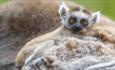 Baby Lemur up close