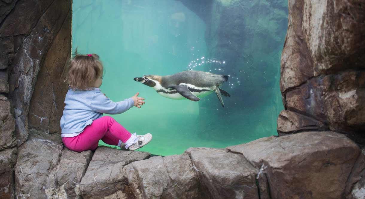 Watching the penguins fly underwater
