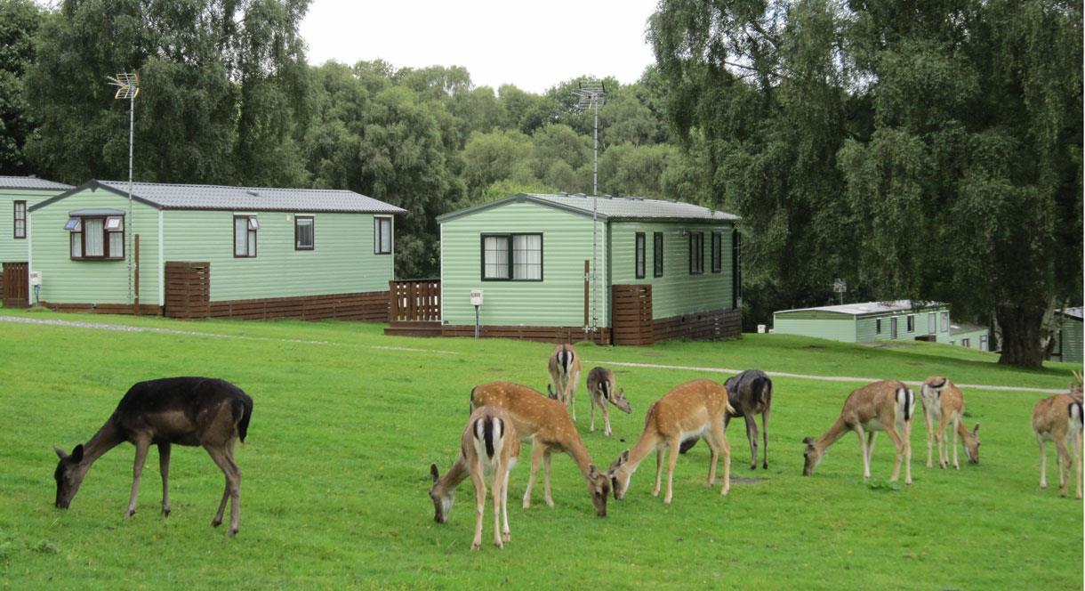 Silver Trees Holiday Park is surrounded by deer