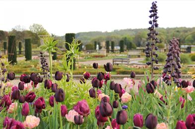Image shows a display of beautiful tulips at The Trentham Estate