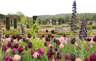 Image shows a display of beautiful tulips at The Trentham Estate