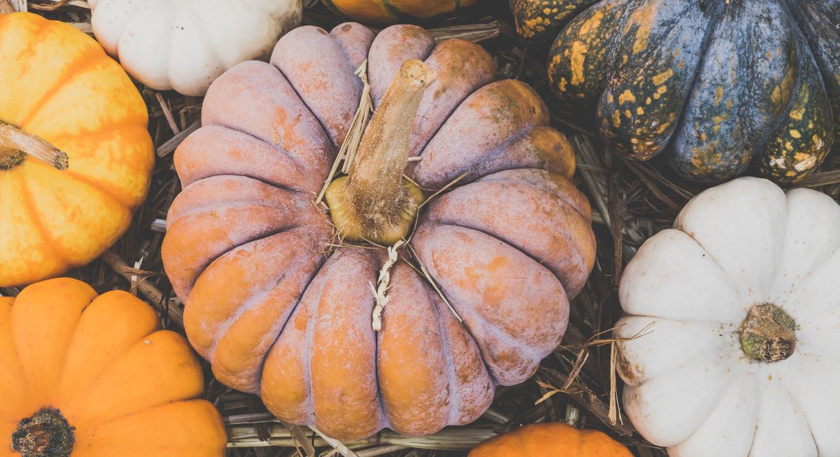 There's a bumper crop of pumpkins like these at The Trentham Estate, Staffordshire this Autumn