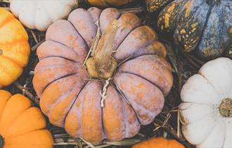 There's a bumper crop of pumpkins like these at The Trentham Estate, Staffordshire this Autumn