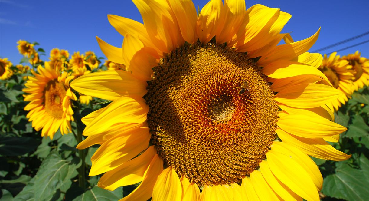 A close-up of a sunflower on a beautiful day