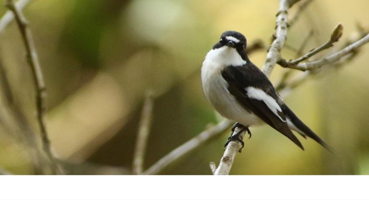 image of pied fly catcher