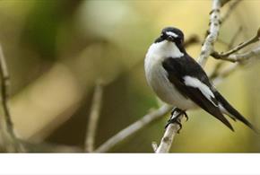 image of pied fly catcher