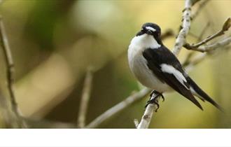 image of a pied fly-catcher