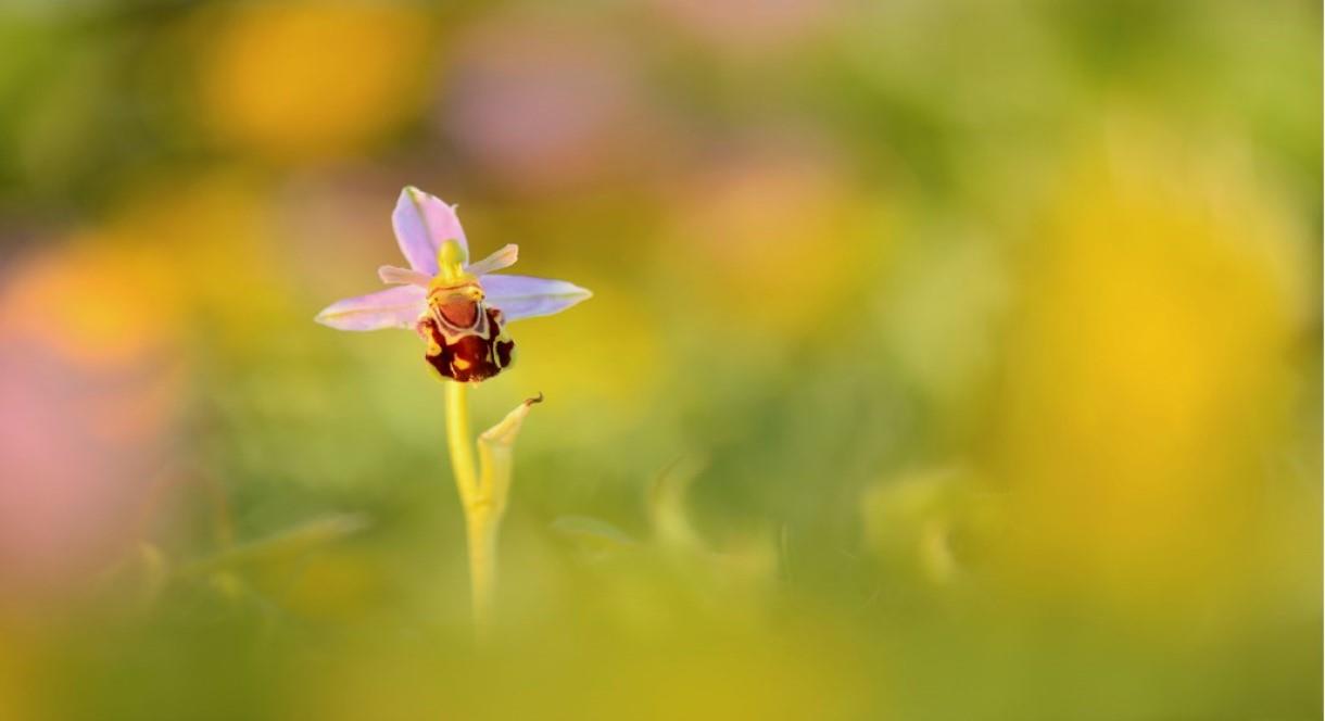 One of the colourful wildflowers which calls Middleton Lakes, Staffordshire, its home