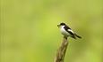 graphic showing a pied flycatcher bird on a branch