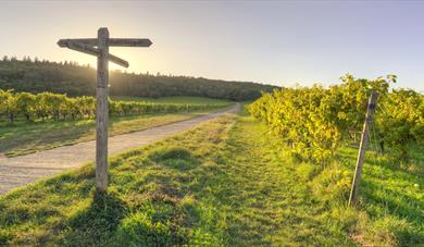 Denbies Secret Vineyard Trail