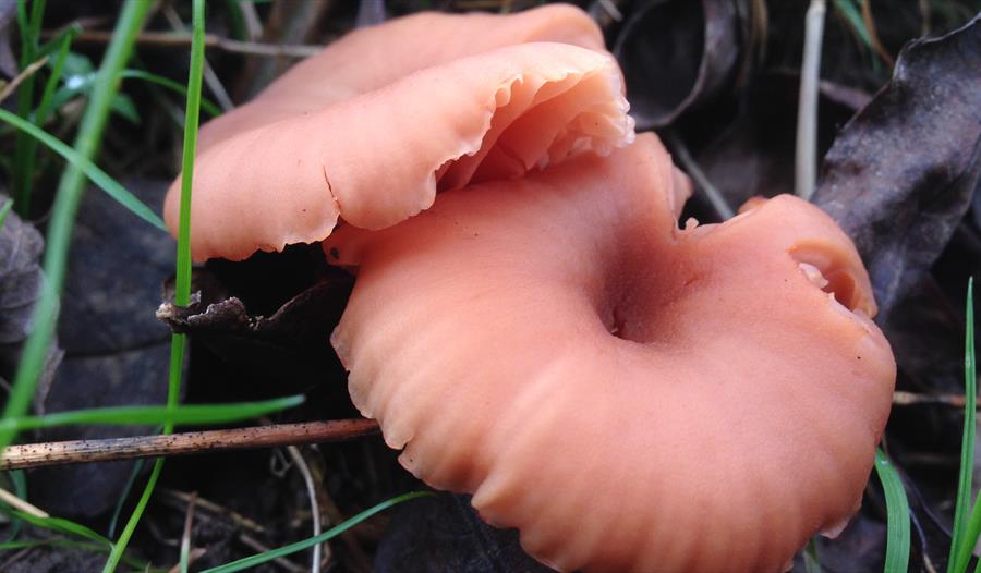 Peak District Autumn Foraging Courses