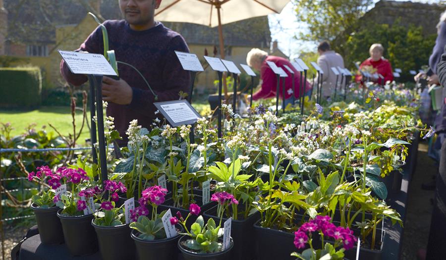 East Lambrook Manor Gardens Plant Fair
