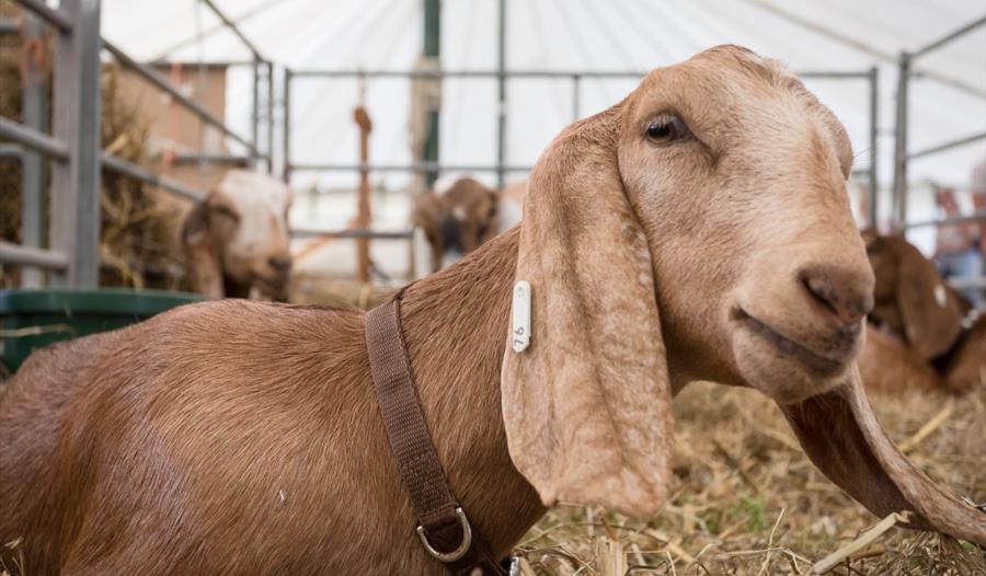 Close up of a mousy brown goat