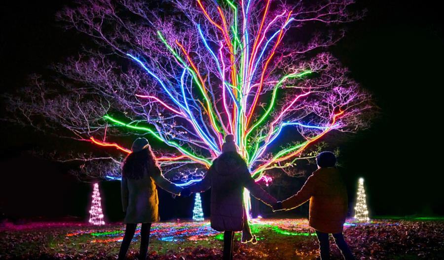 Enchanted Christmas at Westonbirt Arboretum