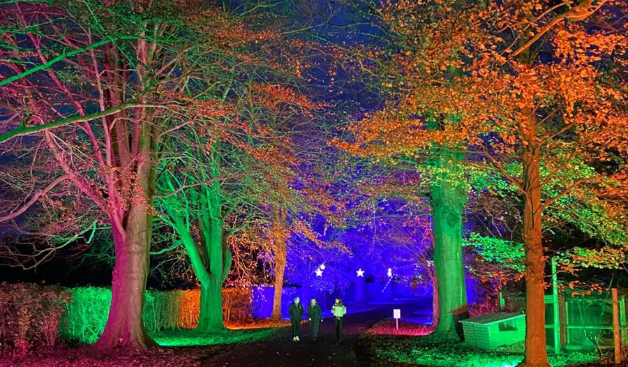 Illuminated trees on light trail