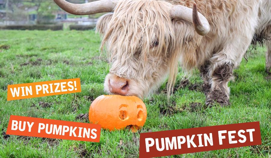 Cow sniffing a pumpkin