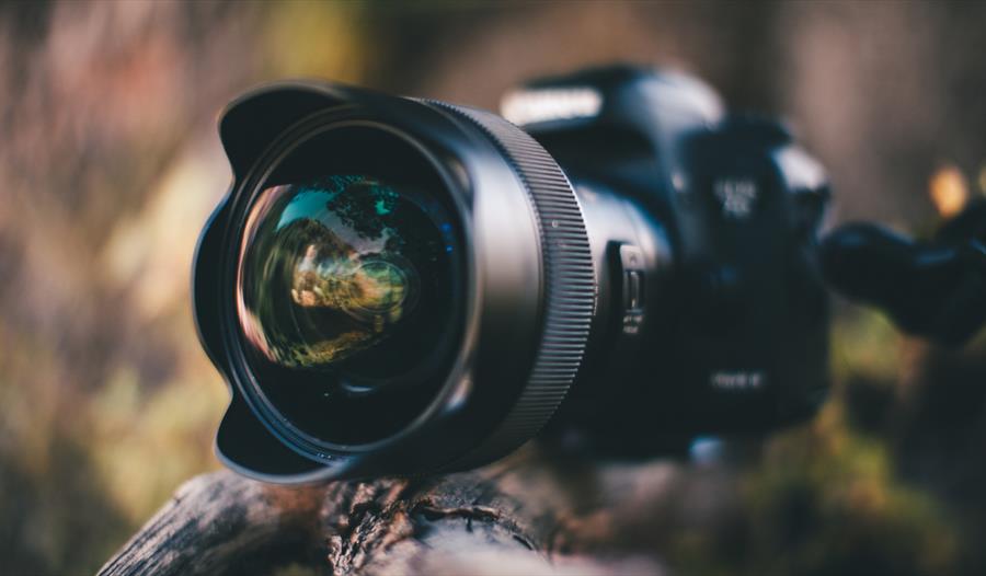 Large camera on wooden branch