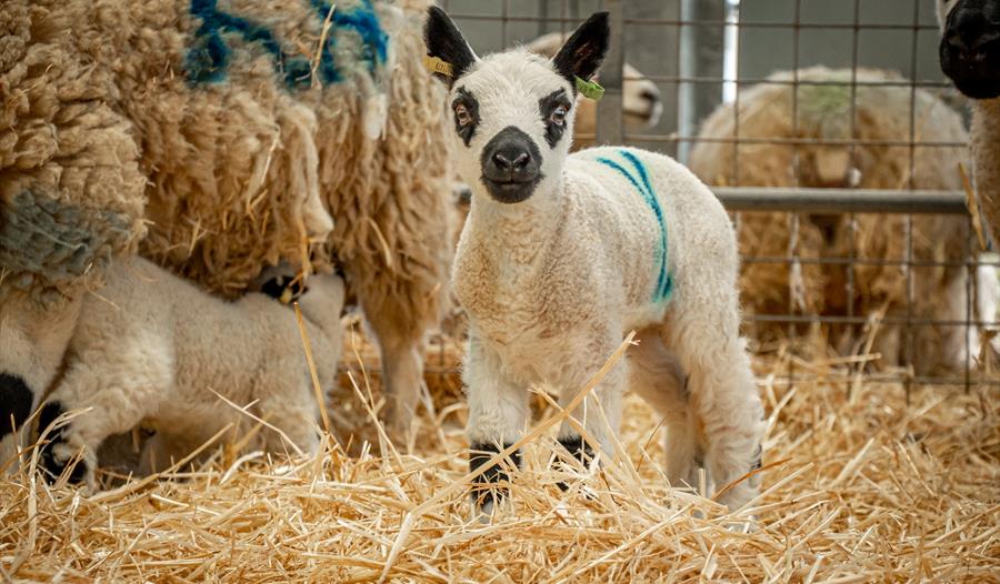 Lambs at Cotswold Farm Park