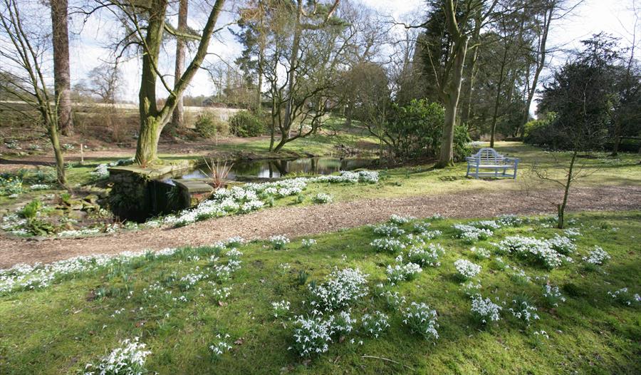 Snowdrop Walks at Rode Hall & Gardens