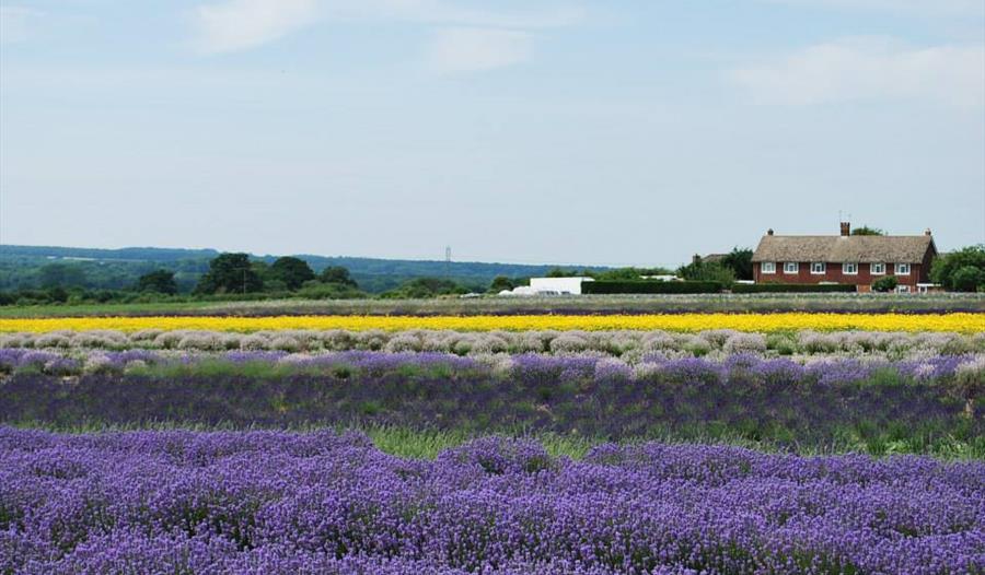 Lavender Fields