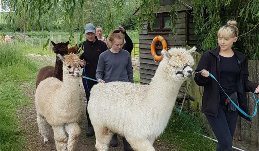 Alpaca Walking Experience (includes pygmy goats too)