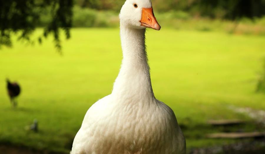 Tavistock Goose Fair