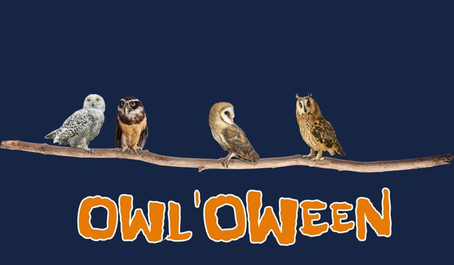 Owl'oween at Birdworld