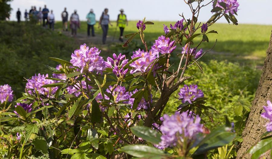 Rhododendrons brighten a walk
