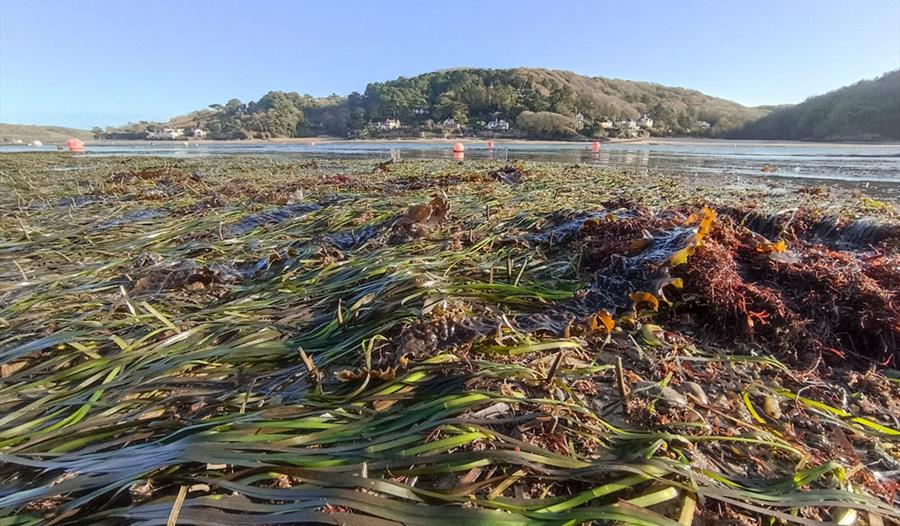 Photo of seagrass