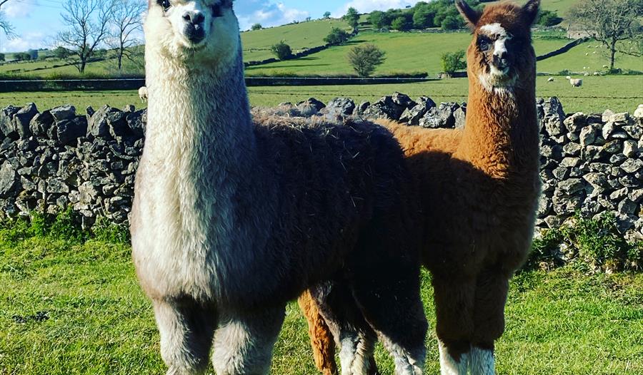 National Alpaca Farm Day 2022