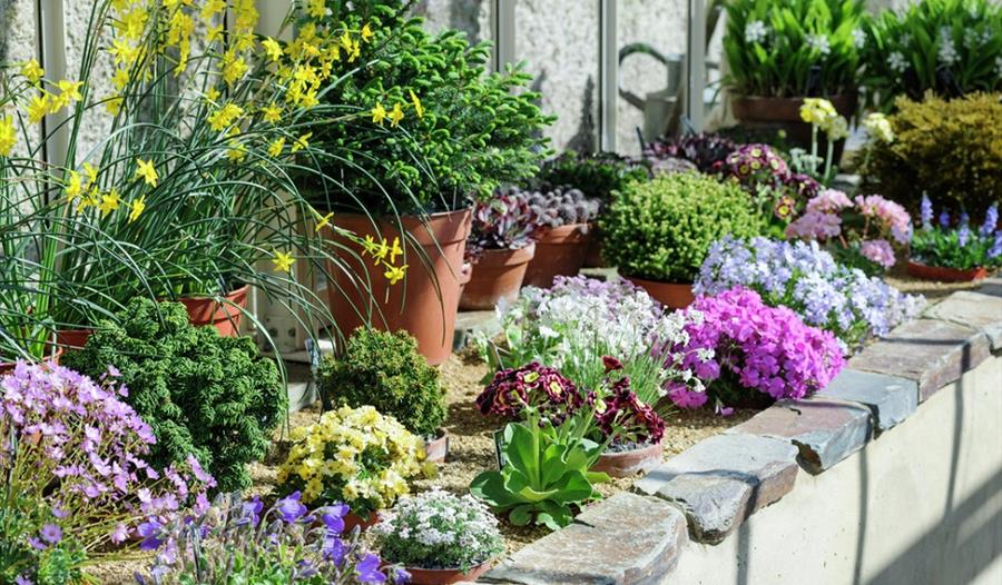 The South West Alpine Garden Society Show