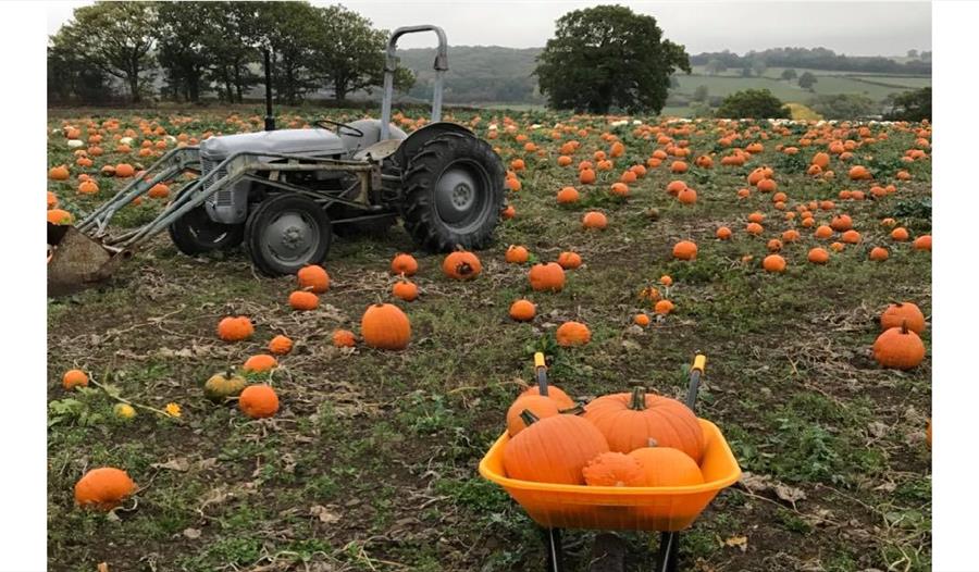 Pumpkin field and tractor
