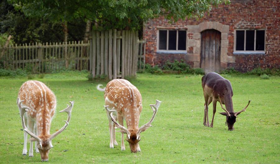 Deers in Dunham Park