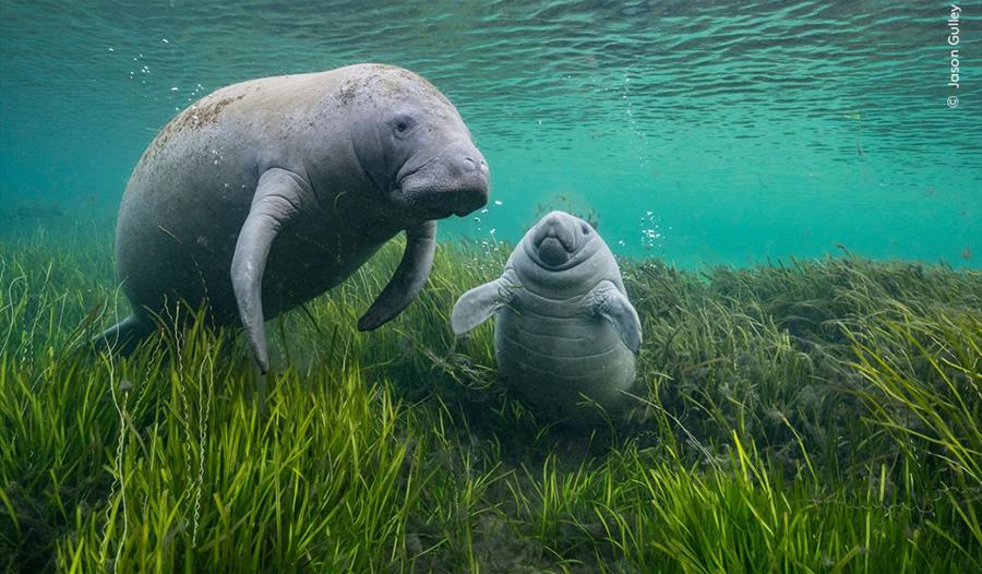 two manatees swimming in bluey green waters, taken under water
