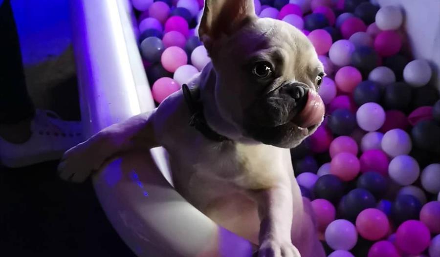 Frenchie Pop Up Cafe - Sheffield (Image - Pup Up Cafe™)
