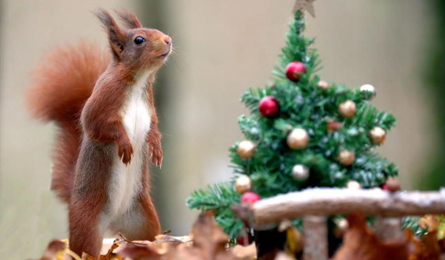 Christmas at Wildwood Escot