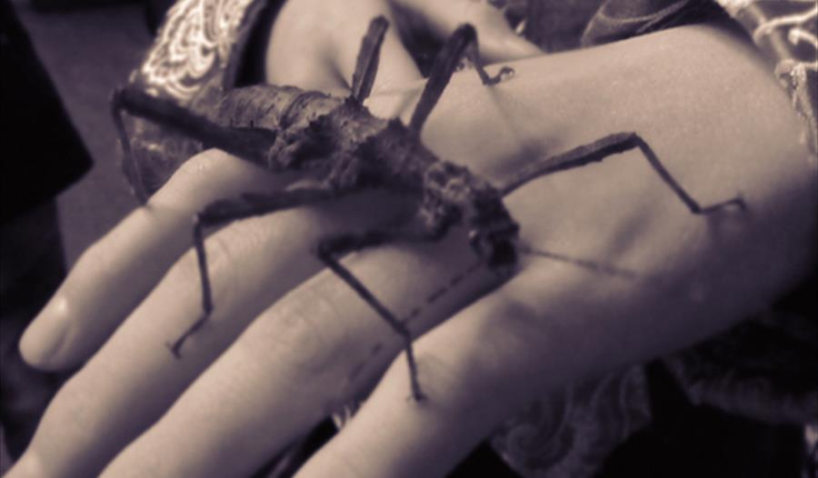 Creepy Critters with Exmoor Zoo at Dunster Castle
