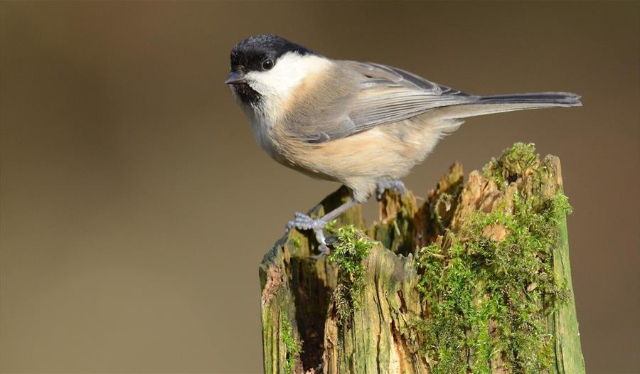 A Willow Tit