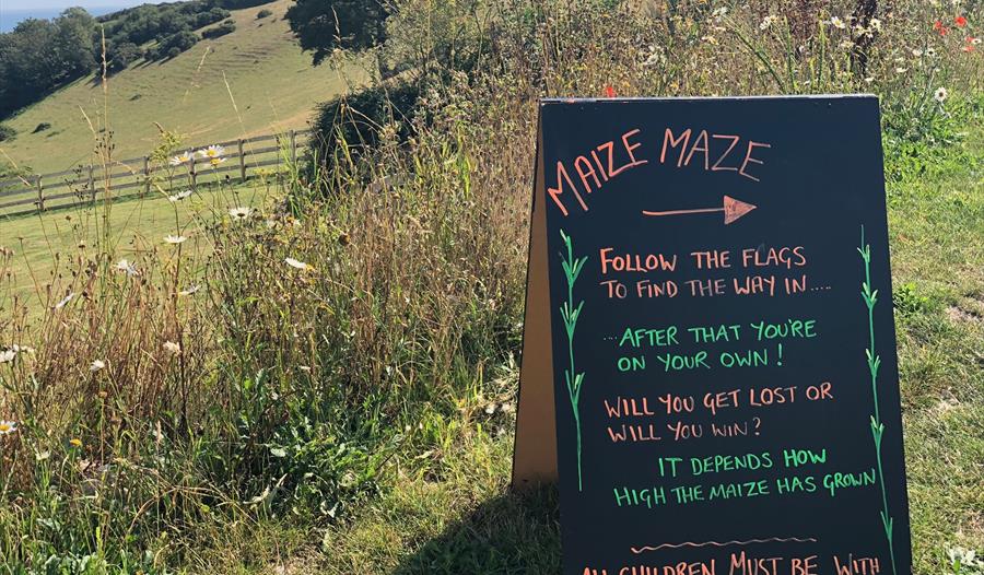 Discover the Maize Maze at Surfing Cow Ice Cream