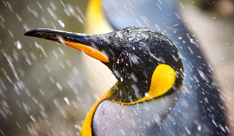 Penguin Shore at Birdland Park & Gardens in Gloucestershire