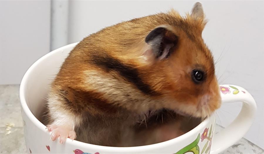 Northern Hamster Club Show - Syrian hamster
