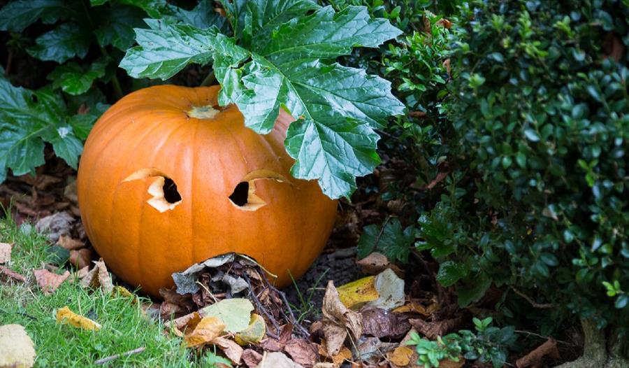 Pumpkin in Renishaw Hall Gardens