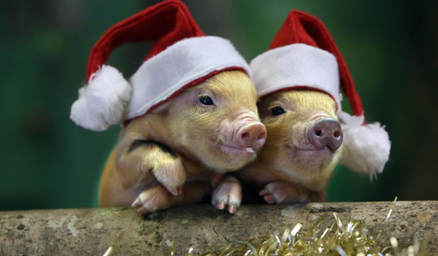 Christmas Nativities at Pennywell Farm