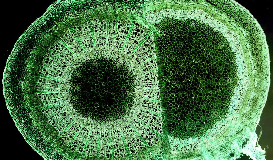 Green Unseen