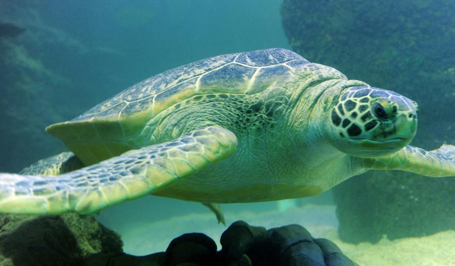 Giant turtle in Sea Life Manchester