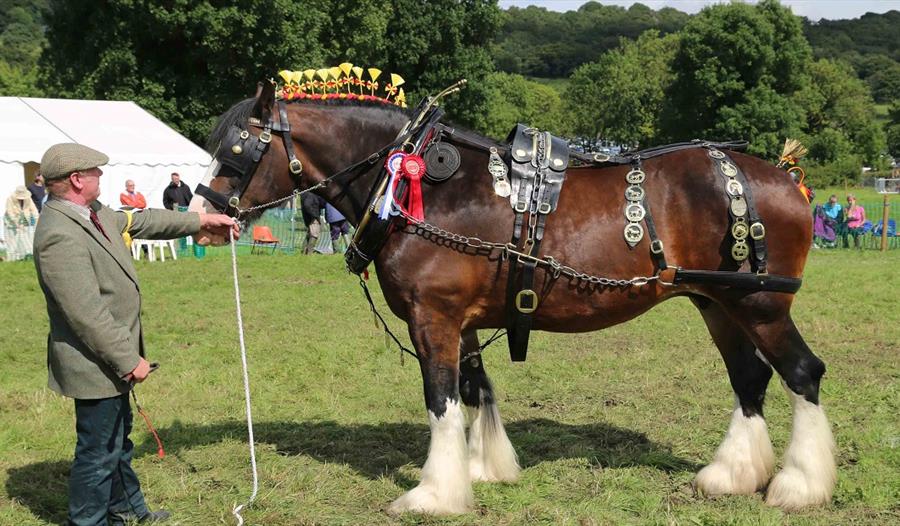 Judging Shire Horses